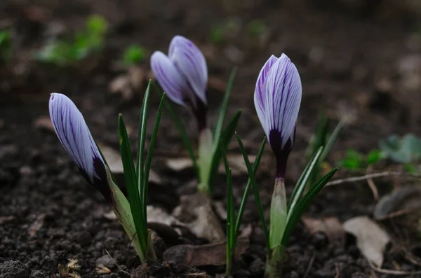 Primavera Prado Lleno Cocodrilos Púrpura Cerca Primeras Flores Marzo — Foto de Stock