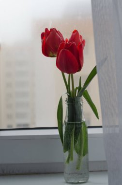 Puslu pencere zemininde parlak kırmızı laleler. Yakın plan. Beyaz pencere eşiğinde güzel bahar çiçekleri