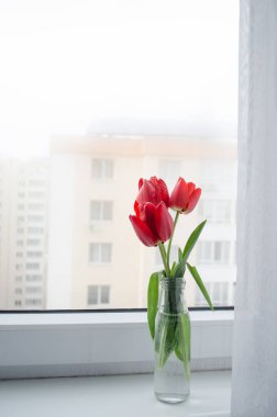 Beyaz arka planda parlak kırmızı laleler açıyor. Sisli camda cam vazoda güzel bahar çiçekleri