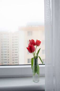 Beyaz perdeli sisli pencere zemininde parlak kırmızı laleler açıyor. Beyaz pencere eşiğinde güzel bahar çiçekleri 