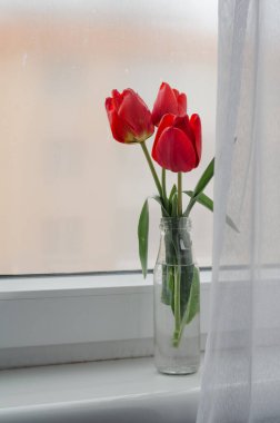 Beyaz sisli pencere zemininde üç parlak kırmızı lale 