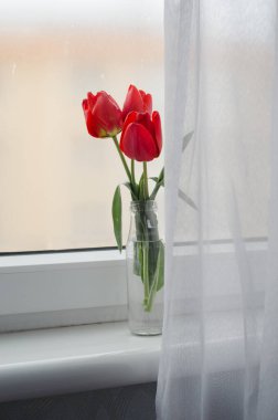 Beyaz perdeli sisli pencere zemininde parlak kırmızı laleler açıyor