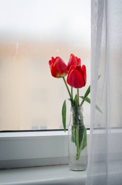 Beyaz perdeli sisli pencere zemininde parlak kırmızı laleler açıyor