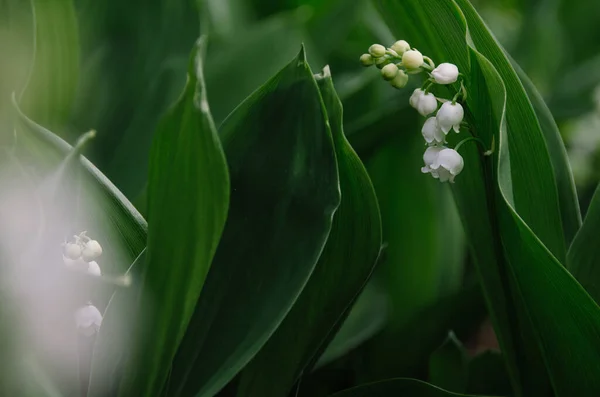 Delikatna Dzika Lilia Doliny Świeżym Porannym Ogrodzie Czułe Białe Kwiaty — Zdjęcie stockowe