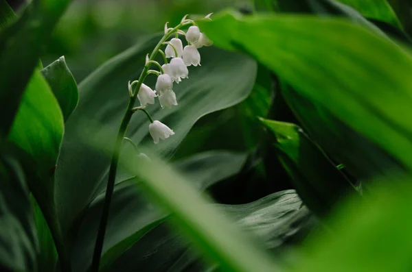 Jasne Małe Białe Kwiaty Lilii Dolinie Zielonym Tle Liści Convallaria — Zdjęcie stockowe