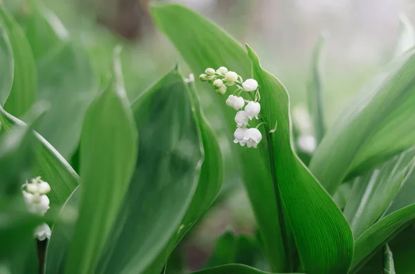 Prachtige Wilde Lelie Van Vallei Lentetuin Van Dichtbij Versheid Van — Stockfoto