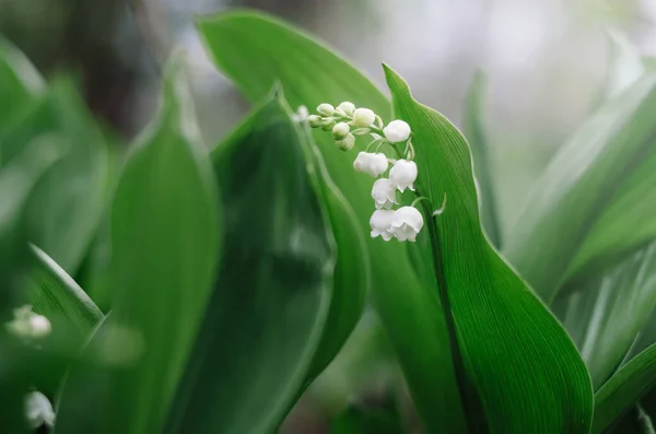 Lírio Selvagem Bonito Vale Jardim Primavera Perto Frescura Flores Brancas — Fotografia de Stock