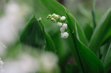 Doğal yeşil arka planda hassas Convallaria majalis. Taze sabah bahçesindeki vadideki vahşi zambaklar. Mayısta güzel beyaz çiçekler