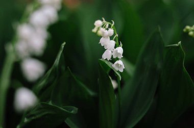 Bahar ormanında güzel beyaz çiçekler. Vadinin narin zambakları doğal arka planda. Koyu yeşil yaprakların arasında vahşi Convallaria majalis