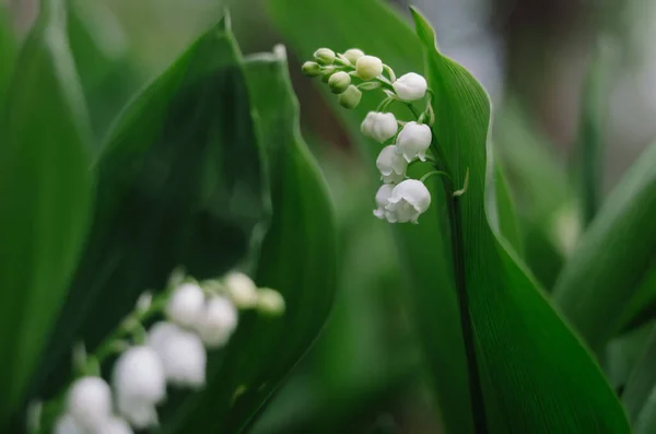 Tender Macro Beautiful Wild Lily Valley Spring Morning Garden Fragrant — Stock Photo, Image
