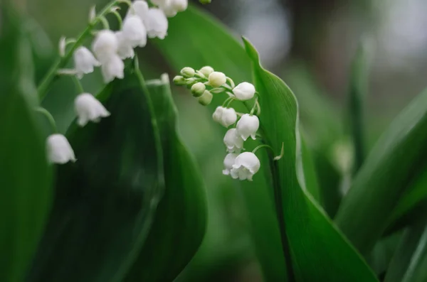 Tendre Convallaria Majalis Sur Fond Vert Naturel Nénuphar Sauvage Florissant — Photo