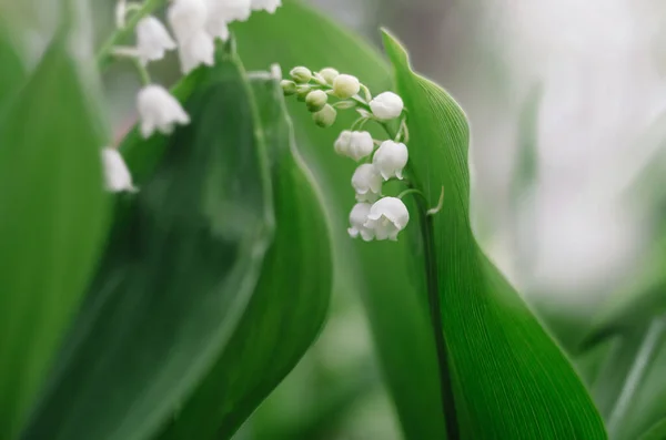 Zachte Lelie Van Valle Lentetuin Close Wild Convallaria Majalis Ochtendnevel — Stockfoto