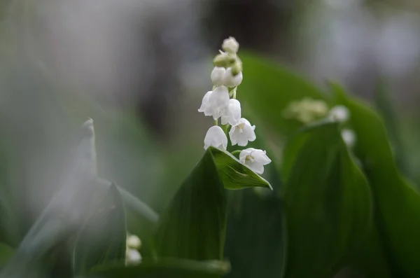 Tender Vild Lilja Dalen Frisk Vårträdgård Vackra Vita Blommor Morgonen — Stockfoto