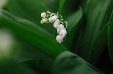 Bahar sabahı bahçesinde yeşil arka planda yumuşak beyaz kukla. Vadinin taze beyaz zambakları genç yaprakların arasında