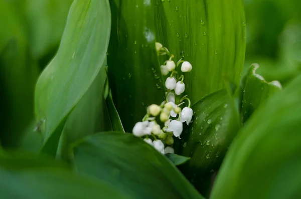 Pachnąca Świeża Lilia Kwiatów Doliny Kroplami Wody Jasnozielonym Tle Wiosenny — Zdjęcie stockowe