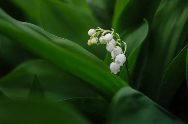 Mooie Lelie Van Vallei Bloem Voorjaar Tuin Tender Witte Bloemen — Stockfoto