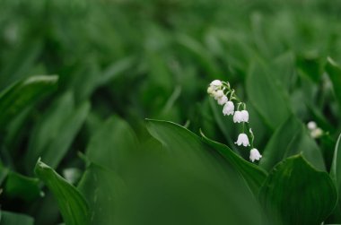 Vadinin parlak yeşil zambakları. Taze bir sabah ormanında, vadideki vahşi zambak.