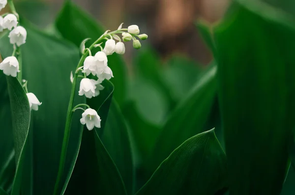 Pachnąca Kwitnąca Lilia Doliny Świeżym Porannym Ogrodzie Piękne Białe Kwiaty — Zdjęcie stockowe