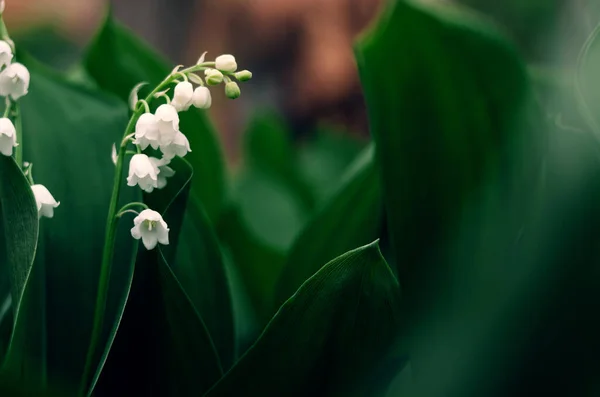 Prachtige Witte Vallei Lelie Ochtend Tuin Heldere Verse Bloemen Donkergroene — Stockfoto