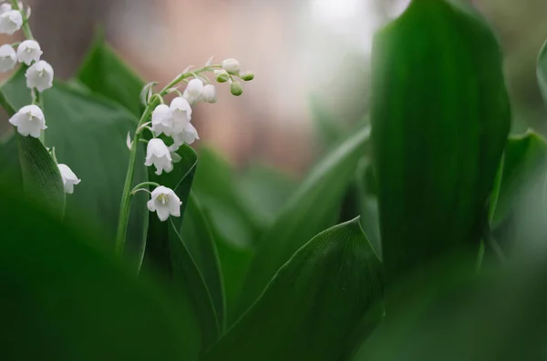 Prachtige Witte Vallei Lelie Ochtend Tuin Heldere Verse Bloemen Donkergroene — Stockfoto