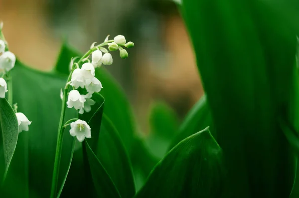 Delikatna Dzika Lilia Doliny Świeżym Porannym Ogrodzie White Convallaria Majalis — Zdjęcie stockowe