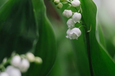 Yeşil arka planda, vadideki vahşi zambaklar, yakın plan. Taze bahar çayırında çiçek açan Convallaria majalis. Sisli sabah bahçesinde mis kokulu beyaz çiçekler