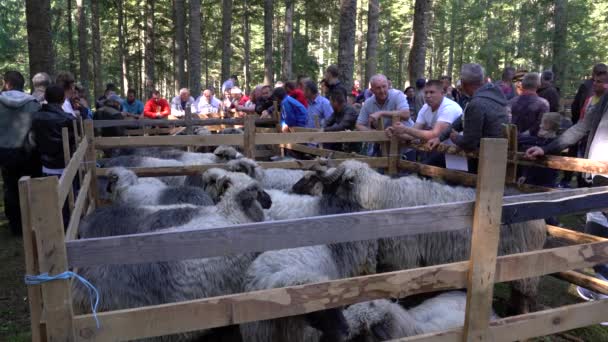 Fair Sheep Pramenka Vlasic Mountain Bosnië Herzegovina September 2019 — Stockvideo