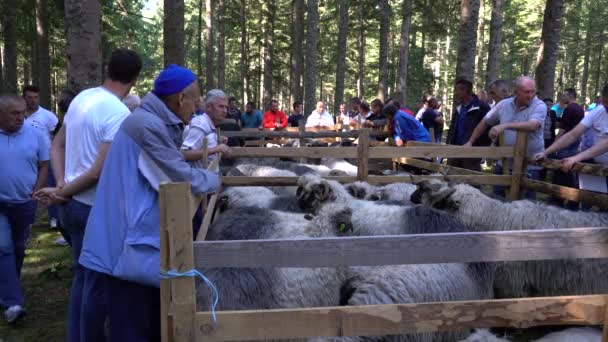 Fair Sheep Pramenka Vlasic Mountain Βοσνία Ερζεγοβίνη Σεπτεμβρίου 2019 — Αρχείο Βίντεο