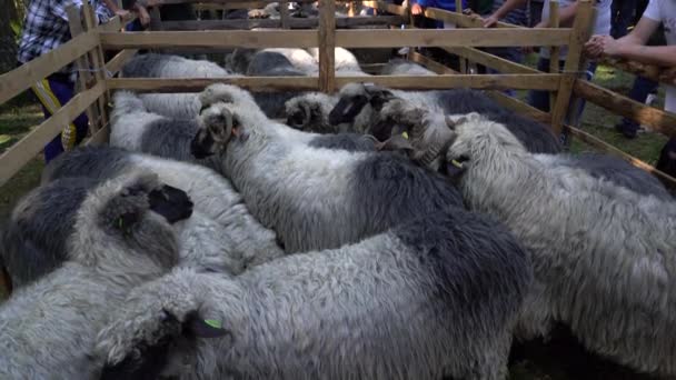 Fair Sheep Pramenka Vlasic Mountain Bosnia Herzegovina September 2019 — Stock Video