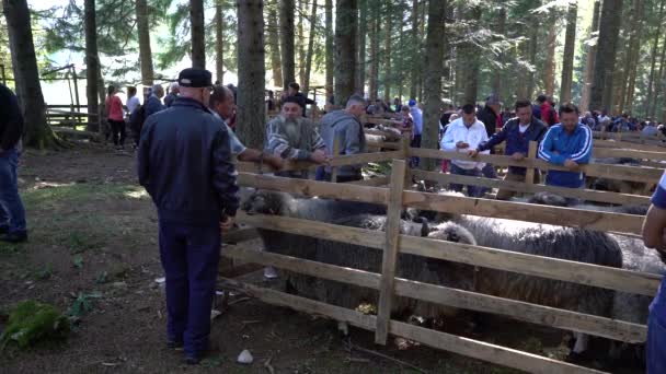 Fair Sheep Pramenka Vlasic Montagne Bosnie Herzégovine Septembre 2019 — Video