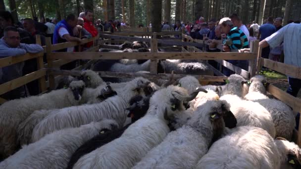 Fair Sheep Pramenka Vlasic Mountain Bosnia Herzegovina September 2019 — Stock Video