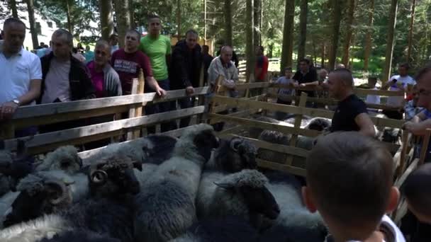 Fair Sheep Pramenka Montanha Vlasic Bósnia Herzegovina Setembro 2019 — Vídeo de Stock