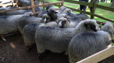 Fair Sheep Pramenka Vlasiç dağı Bosna-Hersek 15 Eylül 2019