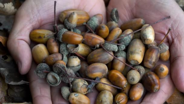 Acornes Chêne Dans Les Mains Pour Les Nouvelles Générations — Video