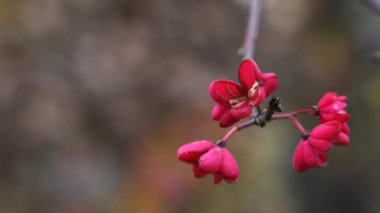 Spindle Tree, Red Cascade (Euonymus europaeus), sonbahar çiçekleri