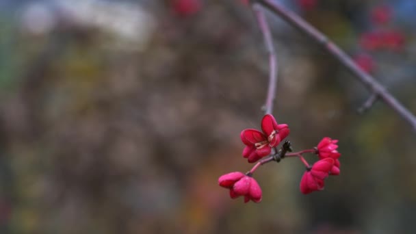 スピンドルの木 赤いカスケード エウロパエウス 秋の花 — ストック動画