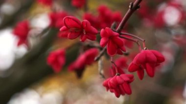 Spindle Tree, Red Cascade (Euonymus europaeus), sonbahar çiçekleri