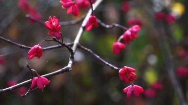 Spindle Tree, Red Cascade (Euonymus europaeus), sonbahar çiçekleri