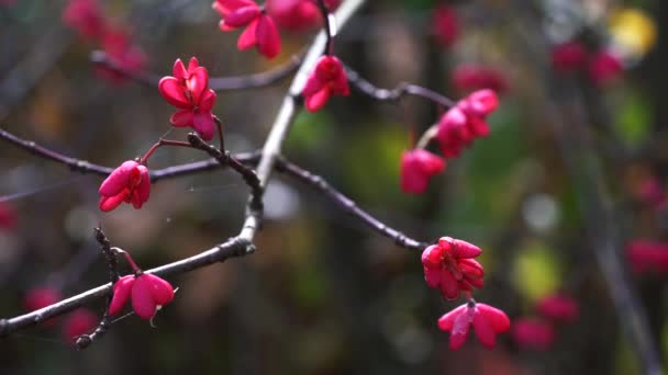 Árvore Fuso Cascata Vermelha Euonymus Europaeus Flores Outono — Vídeo de Stock