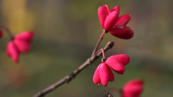 Шпиндель Дерево Красный Каскад Euonymus Europaeus Осенние Цветы — стоковое видео