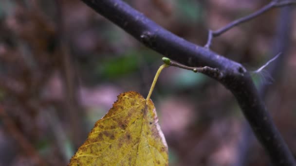 Segundo Brotes Wild Hazel Temporada Otoño — Vídeos de Stock