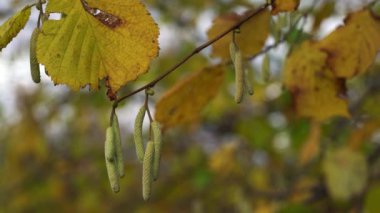 Sonbahar sezonunda Wild Hazel 'da ikinci tomurcuklar (Corylus avellana)