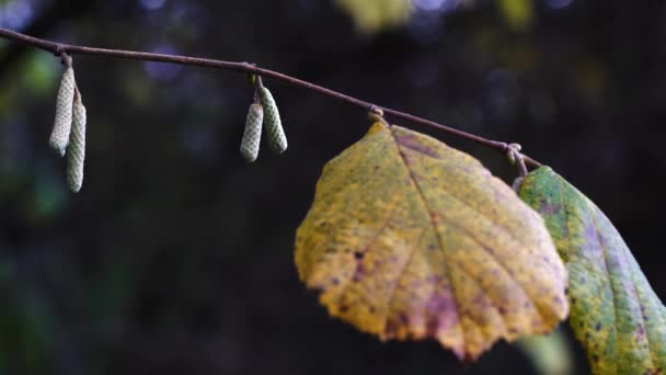 Druhá Poupata Wild Hazel Podzimní Sezóně — Stock video