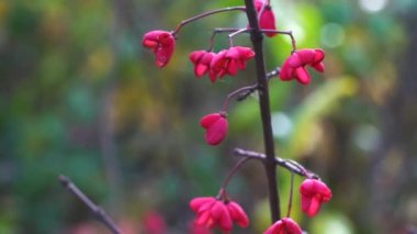 Spindle Tree, Red Cascade (Euonymus europaeus), sonbahar çiçekleri