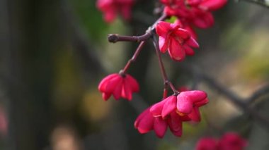 Spindle Tree, Red Cascade (Euonymus europaeus), sonbahar çiçekleri