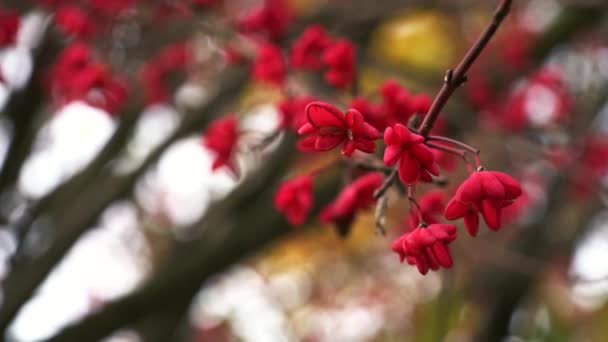 Árbol Del Husillo Cascada Roja Euonymus Europaeus Flores Otoño — Vídeo de stock