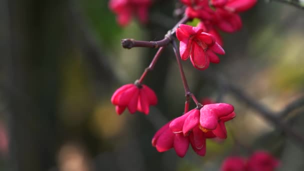スピンドルの木 赤いカスケード エウロパエウス 秋の花 — ストック動画