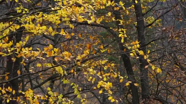 秋天的山毛榉树叶在风中飘扬 — 图库视频影像