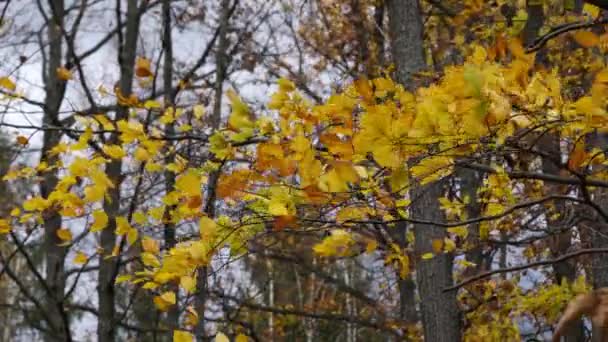 Herbst Buchenblätter Wind — Stockvideo