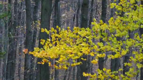 風に秋のブナの葉 — ストック動画